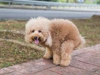 狗狗拉血便是什么原因?适合治疗狗便血的家庭治疗方法!