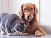 狗狗可以吃猫粮吗?有没有危害?