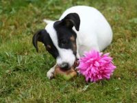 什么原因导致狗肠梗阻?有哪些症状?