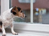 狗狗焦虑不安是什么原因?狗狗焦虑症的表现和症状