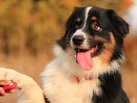 狗狗为啥总要用爪子挠你?狗狗喜欢用爪子抓东西的十个原因!