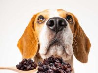 狗狗可以吃葡萄干吗?葡萄干中毒的症状是什么?