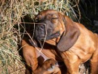 狗狗会得虱子吗?如何治疗虱子感染?