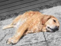 狗狗四肢无力无法站立行走怎么办?