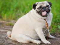 你的狗狗超重了吗?超重的狗狗有哪些健康风险?