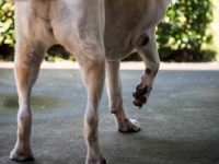 为什么我的狗狗跛行?狗狗跛行的12种常见原因!