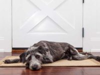 什么是狗的分离焦虑症?狗狗焦虑症怎么能治好?