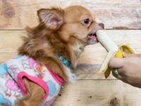 狗狗可以吃香蕉吗?有什么好处?