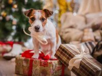 圣诞节送一只小狗可以吗?赠送圣诞小狗作为礼物的技巧