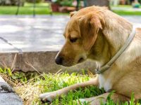 狗狗可以吃蝉吗?蝉有毒或危险吗?