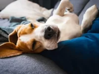 狗狗会做梦吗?狗狗做梦的表现有哪些?