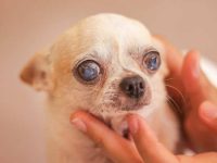 什么是狗狗白内障?狗患白内障的早期症状及原因