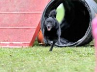 狗狗变得不听话怎么办?训狗的正确方法和技巧