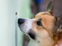 狗狗被蜜蜂蛰了怎么办?狗被昆虫叮咬的家庭治疗!
