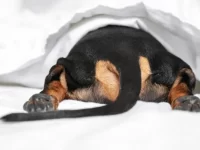 狗狗会得痔疮吗?狗狗痔疮的症状及治疗