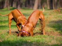 狗狗为什么会喜欢挖洞?阻止狗狗挖洞有哪些方法?