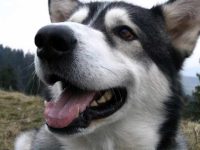 狗狗的呼吸有异味怎么回事?狗狗口臭的原因及预防技巧!