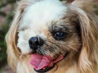 狗狗视力丧失是什么原因导致的?