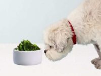 海带对狗狗有好处吗?有没有副作用?