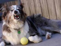 狗狗频繁打喷嚏怎么回事?狗狗打喷嚏的8种原因