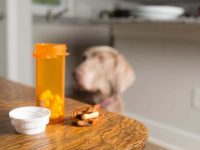 美洛昔康对狗狗有哪些作用和功效?有副作用吗?