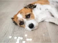 狗狗中毒有哪些迹象和症状?哪些食物对狗有害?