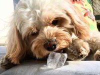 狗狗可以吃冰块吗?狗狗吃冰块的注意事项!