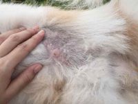 狗狗得皮肤病有什么症状?狗狗10种最常见的过敏及治疗方法!