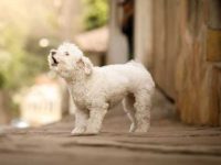 狗狗过度吠叫的7个原因及解决方法