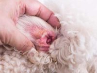 什么是狗狗耳血肿?耳血肿有哪些症状?