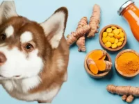 什么是姜黄?姜黄对狗狗的好处和坏处!
