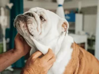 英国斗牛得什么病会死亡?英国斗牛犬8种常见病及解决方法!