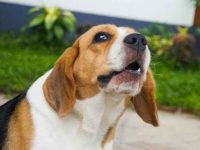 狗狗呜呜叫是什么原因?表达的意思有8个!别不知道了