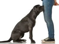 为什么狗狗会闻你的裤裆?背后竟隐藏这些深意!