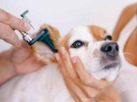 什么原因导致狗狗耳部感染?耳朵感染症状有哪些?