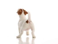 狗狗为什么倒着走路?导致狗倒退行走的十种原因!