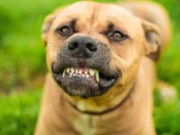 狗狗会磨牙吗?小狗睡觉磨牙是什么原因