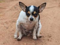 为什么狗会拖着屁股走路?解决狗狗滑行的9种治疗方法