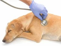 狗狗肺癌有哪些症状?怎么诊断及治疗?