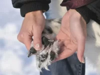 狗狗太冷该怎么办?爪子会冻伤吗?