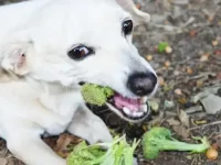 狗狗吃什么蔬菜对身体好?狗狗可以吃的15种健康蔬菜!