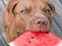 狗狗可以吃西瓜吗?哪些类型的西瓜可以吃?
