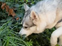 狗狗误吃毒藤怎么办?狗狗感染毒藤有什么症状?