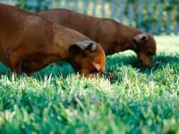 为什么狗狗会吃粪便?狗狗爱吃便便的原因和解决方法!