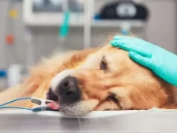 给狗狗绝育有哪些风险?狗狗在绝育手术中死亡的机率有多大?