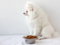 狗狗可以多少天不吃东西?不吃不喝能活多久?