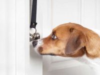 如何用铃铛训练狗狗?为什么铃铛训练对狗有用?