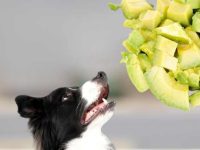 狗狗可以吃牛油果吗?有什么营养价值?