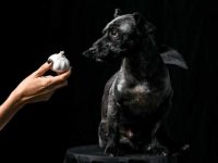 狗狗可以吃大蒜吗?吃了会不会中毒?