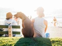 夏季对狗狗来说最常见的危险是什么?